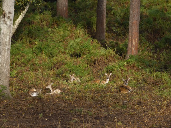 Fallow deer rest in the forest, North Rhine-Westphalia, Germany