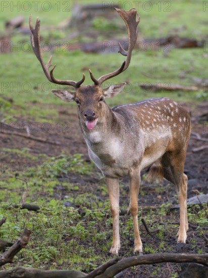 Fallow deer sticking out its tongue, North Rhine-Westphalia, Germany