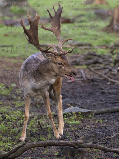 Fallow deer panting during rutting season, North Rhine-Westphalia, Germany