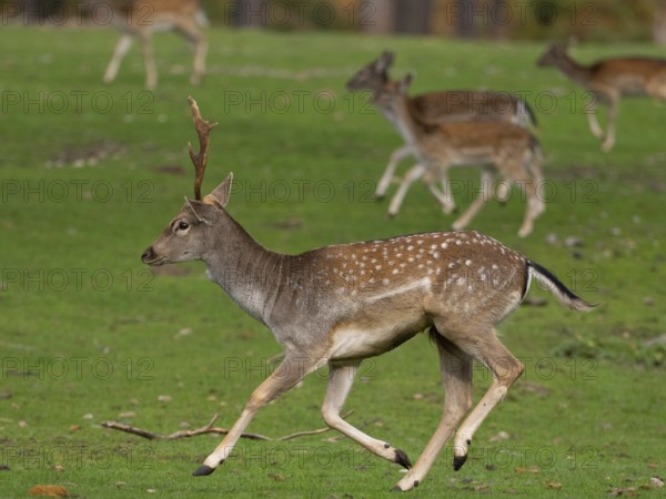 Young fallow deer running, North Rhine-Westphalia, Germany
