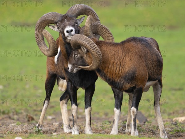 Two grouches have wedged their horns, North Rhine-Westphalia, Germany