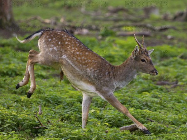 A fallow deer jumping, North Rhine-Westphalia, Germany