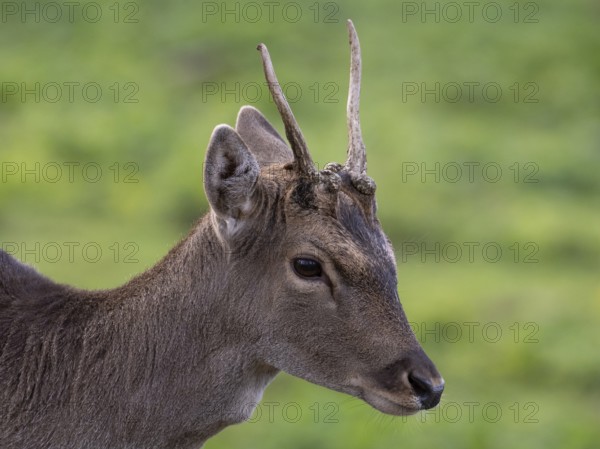 Portrait of a fallow deer, North Rhine-Westphalia, Germany