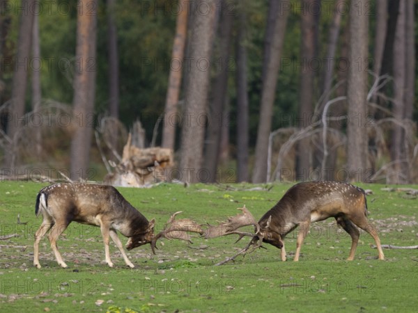 Fallow deer fighting, North Rhine-Westphalia, Germany