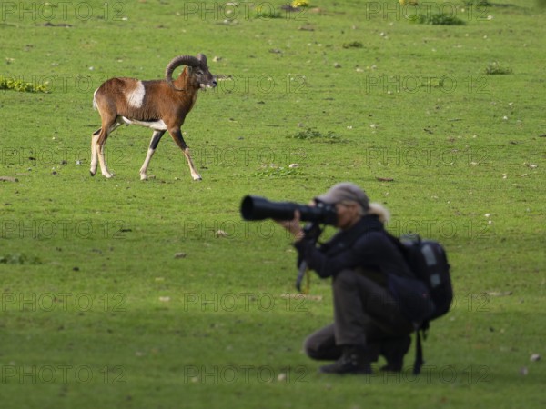 An animal photographer and a mouflon, North Rhine-Westphalia, Germany