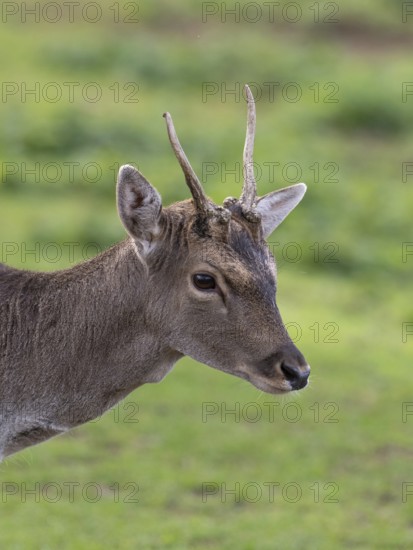 Portrait of a fallow deer, North Rhine-Westphalia, Germany
