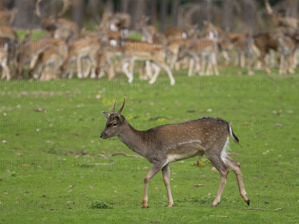 Young fallow deer off the deer rudel, North Rhine-Westphalia, Germany