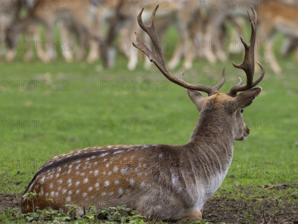 Fallow deer near the pack, North Rhine-Westphalia, Germany