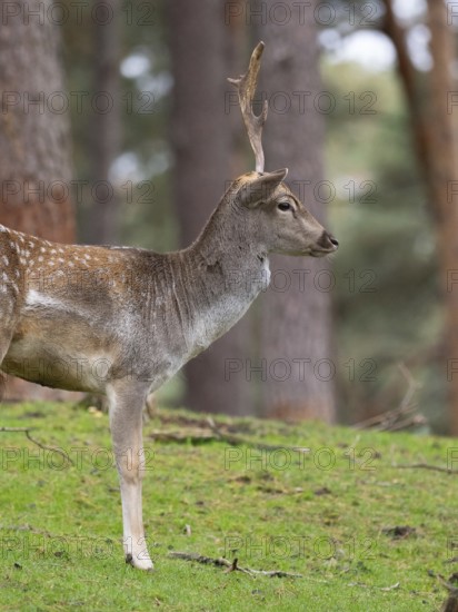 Fallow deer with a shovel, North Rhine-Westphalia, Germany