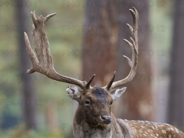 Fallow deer with a shovel, North Rhine-Westphalia, Germany