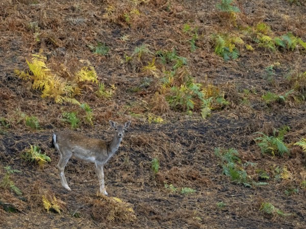 A fallow deer in the forest, North Rhine-Westphalia, Germany