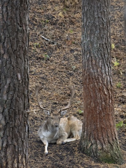A fallow deer in the forest at rest, North Rhine-Westphalia, Germany