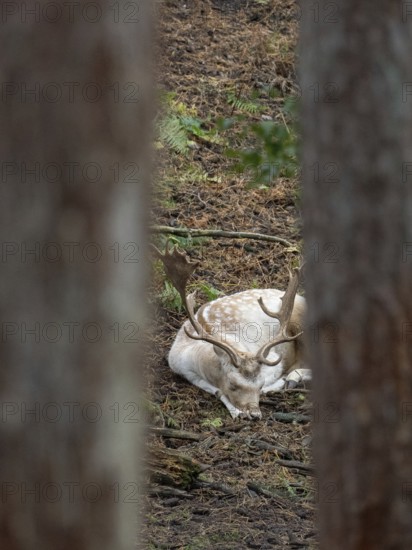 A white fallow deer in the forest at rest, North Rhine-Westphalia, Germany