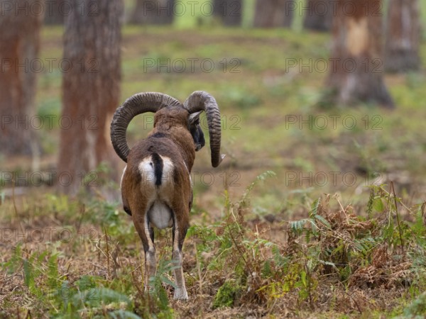 A mouflon in the forest, North Rhine-Westphalia, Germany