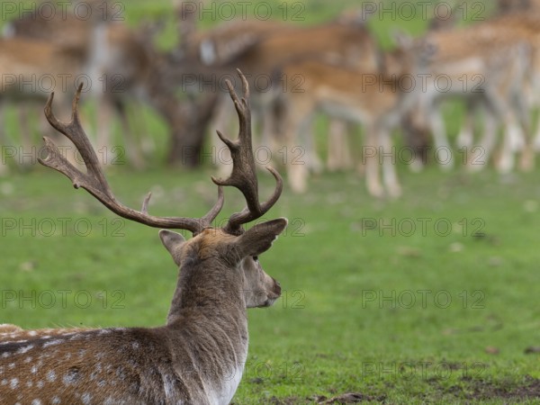 Fallow deer near the pack, North Rhine-Westphalia, Germany