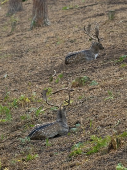 Two fallow deer rest in the forest, North Rhine-Westphalia, Germany