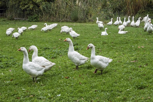 White domestic geese (Anser anser formes domestica), Münsterland, North Rhine-Westphalia, Germany