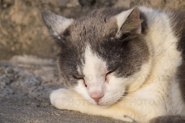 House cat (Felis silvestris catus), Portugal
