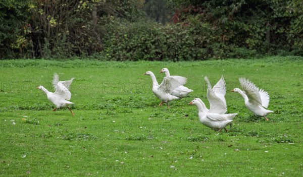 White domestic geese (Anser anser formes domestica) in a meadow, Münsterland, North Rhine-Westphalia, Germany