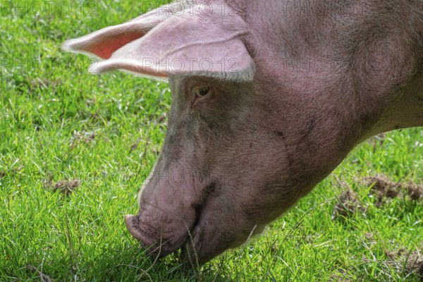 A pig in profile eats grass in a green field, Münsterland, North Rhine-Westphalia, Germany