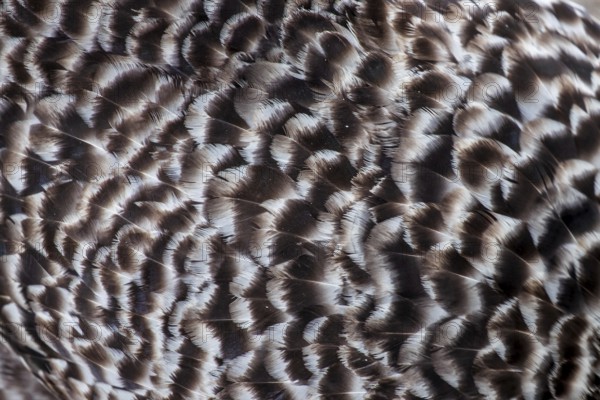 Plumage of a domestic chicken (Gallus gallus domesticus), close-up, North Rhine-Westphalia, Germany