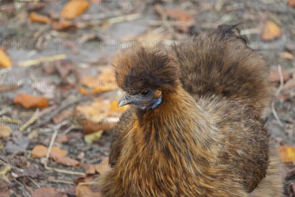 Silk Grouse (Gallus gallus f. domestica), Münsterland, North Rhine-Westphalia, Germany