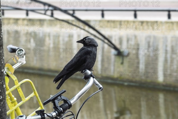 Jackdaw (Corvus monedula) sitting on a bicycle handlebar, Friesland province, the Netherlands