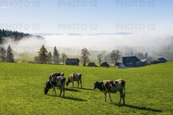 Fog and sun in autumn, St Peter, Black Forest, Southern Black Forest, Baden-Württemberg, Germany