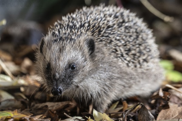 European hedgehog (Erinaceus europaeus), Emsland, Lower Saxony, Germany