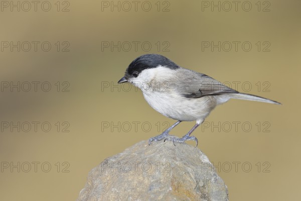 Swamp tit, (Parus palustris), sitting on a rock, autumn, wildlife, animals, tit family, songbird, birds, Wilnsdorf, North Rhine-Westphalia, Germany