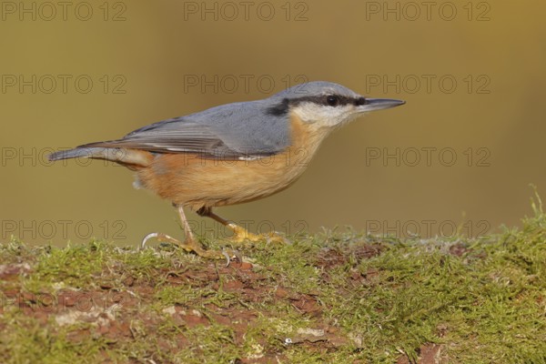 Nuthatch (Sitta europaea) sitting on a tree root covered with moss, Wilnsdorf, North Rhine-Westphalia, Germany