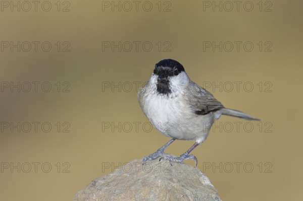 Swamp tit, (Parus palustris), sitting on a rock, looking at the camera, autumn, wildlife, animals, tit family, songbird, birds, Wilnsdorf, North Rhine-Westphalia, Germany
