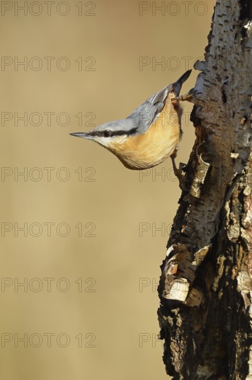Nuthatch (Sitta europaea), running upside down on a birch tree, Wilnsdorf, North Rhine-Westphalia, Germany
