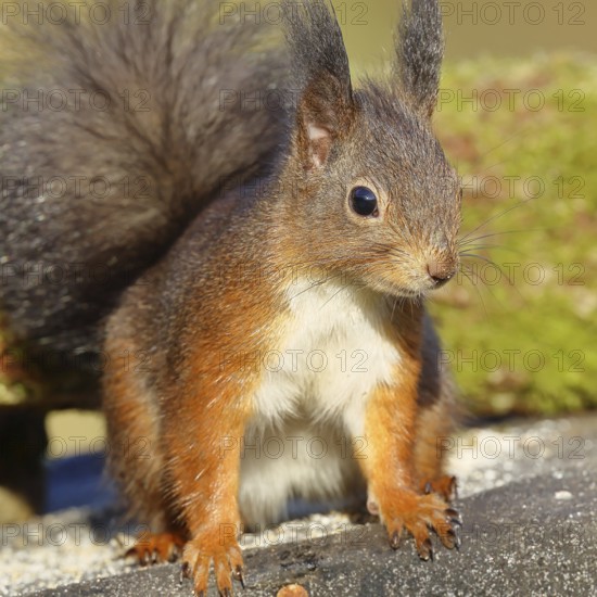 European squirrel (Sciurus vulgaris) adult animal, animal portrait, head portrait, mammal, wildlife, Wilnsdorf, North Rhine-Westphalia, Germany