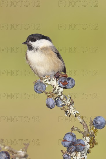 Swamp tit, (Parus palustris), sitting on a branch in a blackthorn bush, (Prunus spinosa), sloes, with ripe fruit, autumn, wildlife, animals, tit family, songbird, birds, Wilnsdorf, North Rhine-Westphalia, Germany