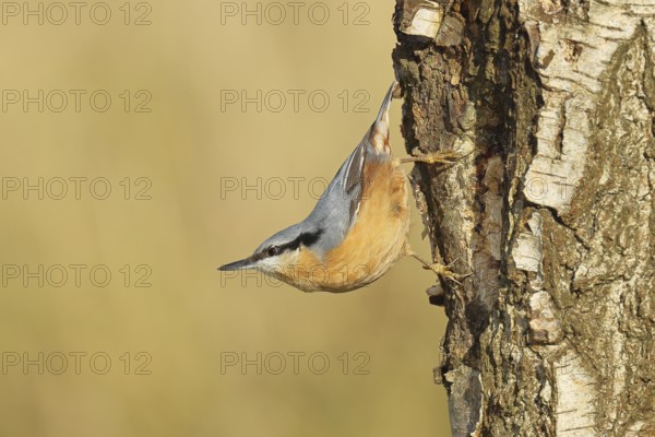 Nuthatch (Sitta europaea), running upside down on a birch tree, Wilnsdorf, North Rhine-Westphalia, Germany