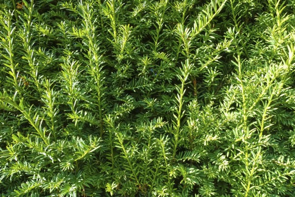 Yew (Taxus baccata), evergreen hedge, plants, gardens, Germany