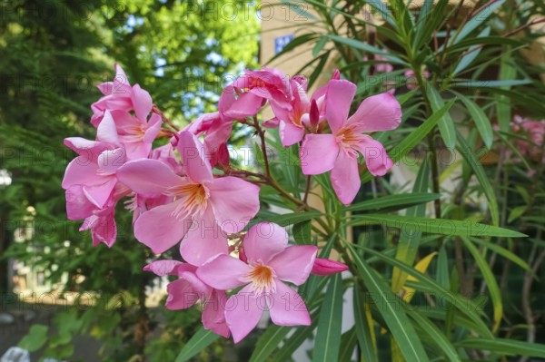 Oleander (Nerium oleander), rose laurel, large pink flowers, poisonous dogs, plants, gardens, Germany