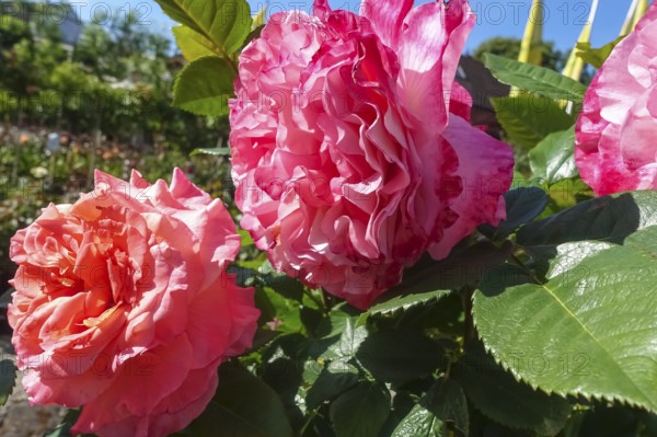 Roses (pink), pink blossom, flowers, plants, gardens, Germany