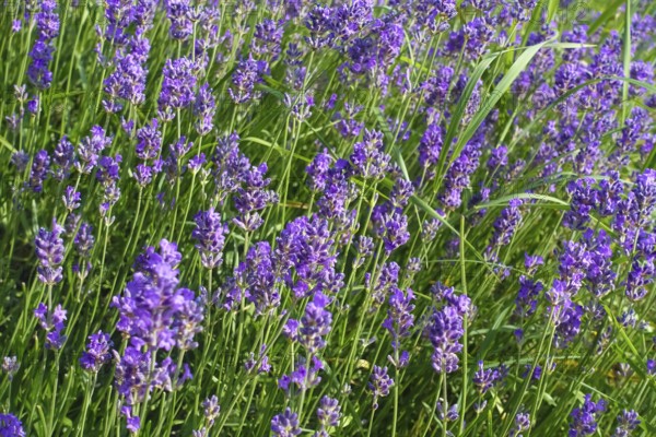 Lavender (Lavandula angustifolia), narrow-leaved lavender, ornamental plant, medicinal plant, purple flowers, flower bed, gardens, Germany