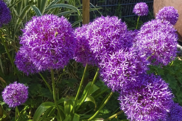 Leeks (Allium), ornamental garlic, large beautiful flowers, purple globes, flowers, plants, gardens, Germany