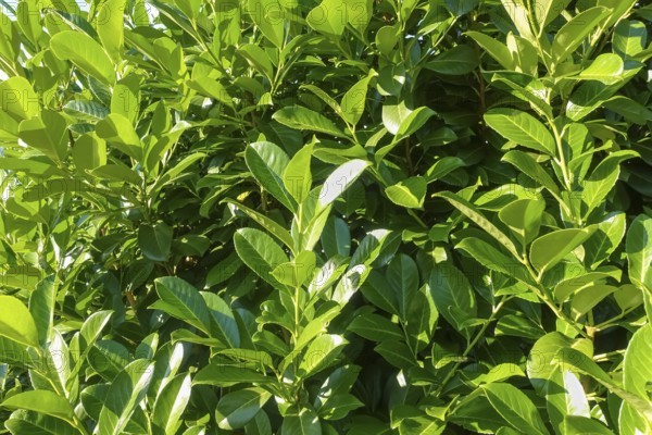 Cherry laurel, laurel cherry (Prunus laurocerasus), evergreen shrub, leaves, plants, gardens, Germany