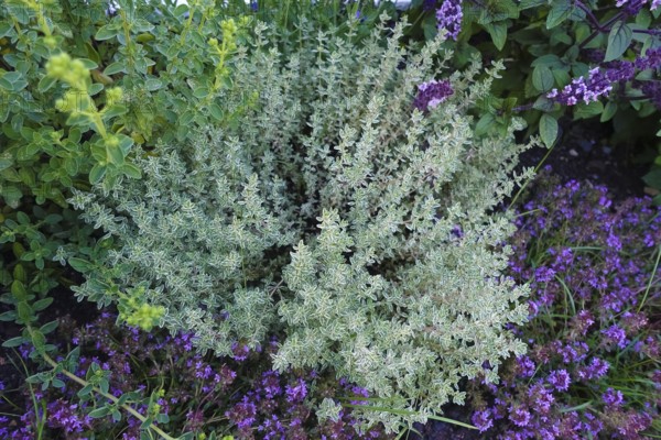 Thyme (thymus), thyme, various types of thyme, right shrub basil (Ocimum basilicum) with purple flowers, useful plant, medicinal plants, herbs, flower, gardens, Germany