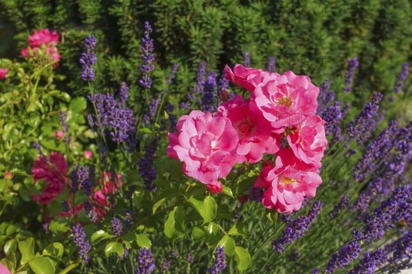 Roses (pink), pink blossom, flowers, lavender (Lavandula angustifolia), narrow-leaved lavender, ornamental plant, medicinal plant, purple flowers, flower bed, gardens, Germany