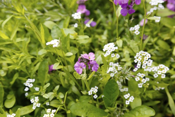 Flowers, small white and purple flowers, plants, gardens, Germany