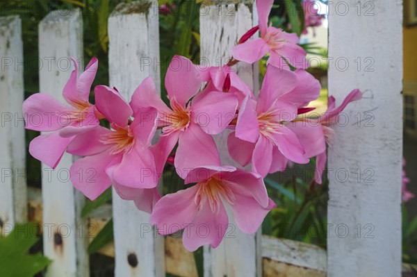 Oleander (Nerium oleander), rose laurel, large pink flowers, poisonous dog plants, gardens, white garden fence, wooden fence, Germany