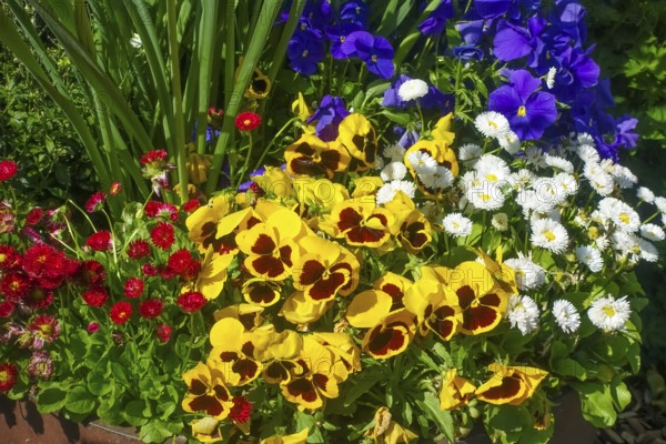 Pansies, violets (viola), yellow and purple flowers, double daisies (Bellis perennis), thousand white and red, flower bed, colorful flower mix, flowers, spring bloomers, plants, gardens, Germany