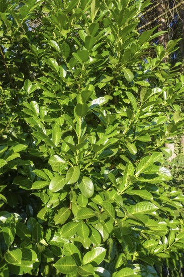 Cherry laurel, laurel cherry (Prunus laurocerasus), evergreen shrub, leaves, plants, gardens, Germany