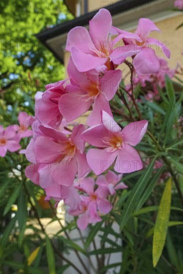 Oleander (Nerium oleander), rose laurel, large pink flowers, poisonous dogs, plants, gardens, Germany