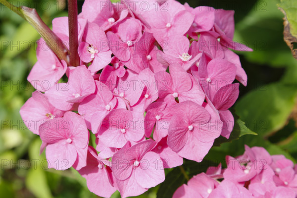 Hydrangeas (Hydrangea), ornamental shrub, pink flowers, gardens, flower bed, Germany
